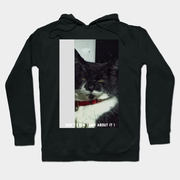 Guard cat on duty Hoodie by Photography_fan